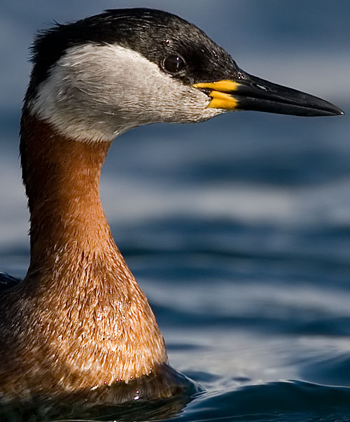 red-necked grebe