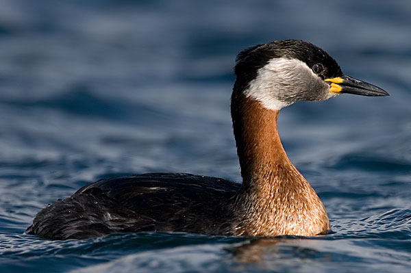 red-necked grebe