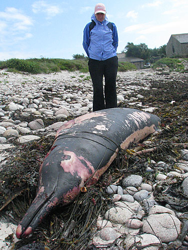 Sowerby's beaked whale