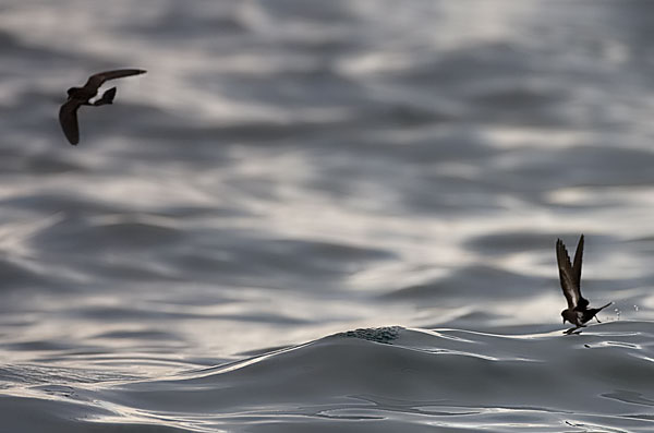 storm petrels