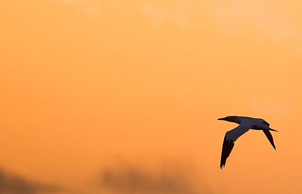 Gannet