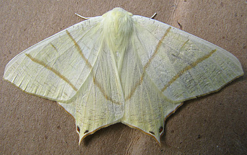 swallow-tailed moth