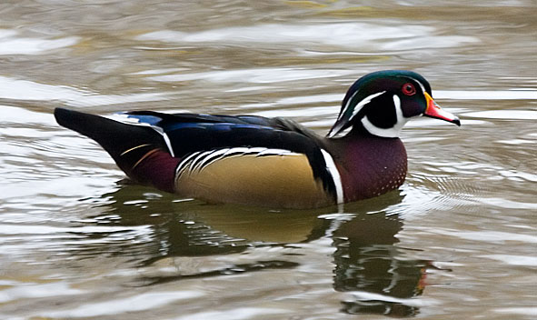 wood duck - male