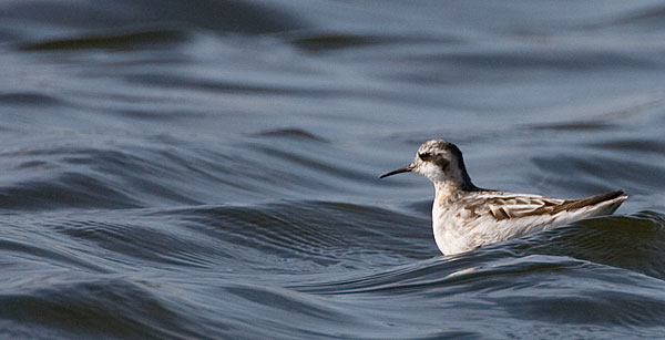 red-necked phalarope