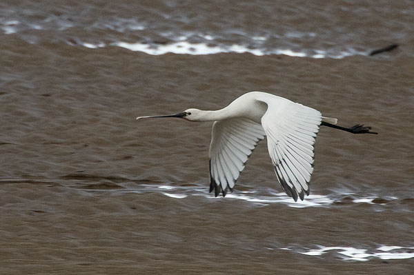 spoonbill