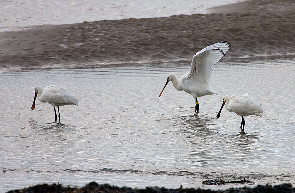 spoonbills