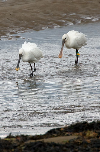 spoonbills