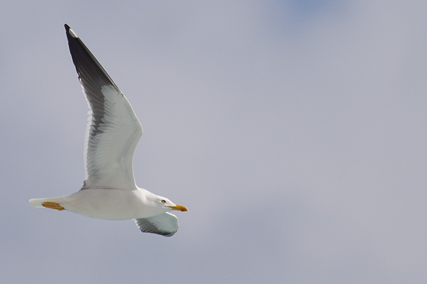 Baltic gull