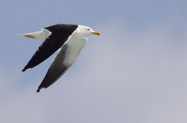 Baltic gull