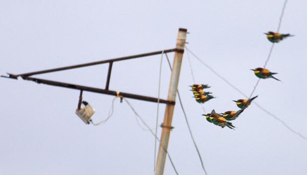 bee-eaters