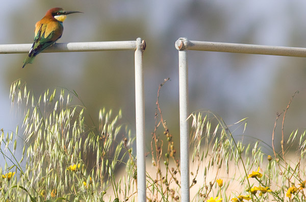 bee-eater