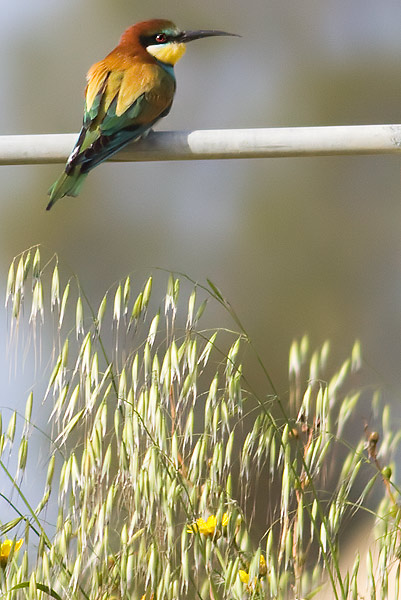 bee-eater