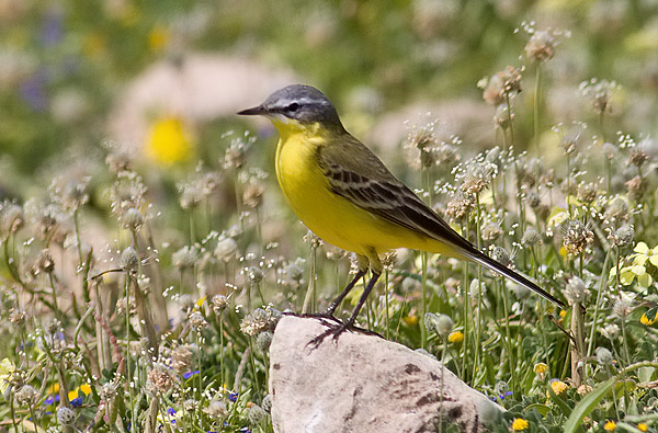 blue-headed wagtail