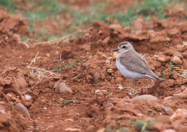 Caspian plover