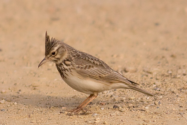 crested lark