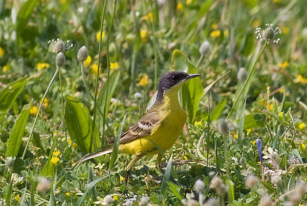 black-headed wagtail