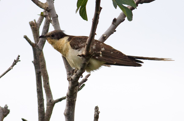 great-spotted cuckoo