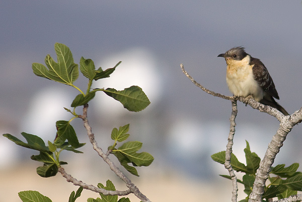 great-spotted cuckoo