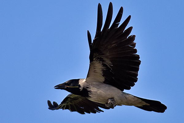 hooded crow