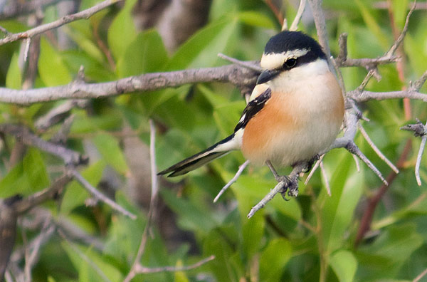 masked shrike