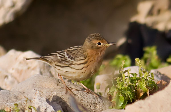 red-throated pipit