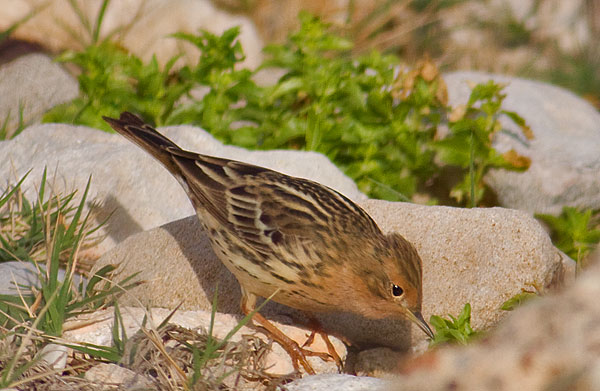 red-throated pipit