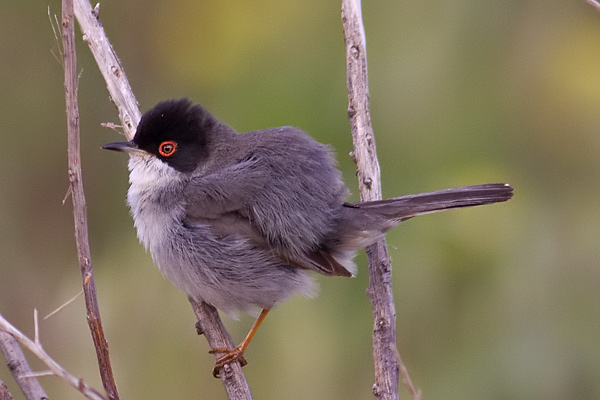 Sardinian warbler