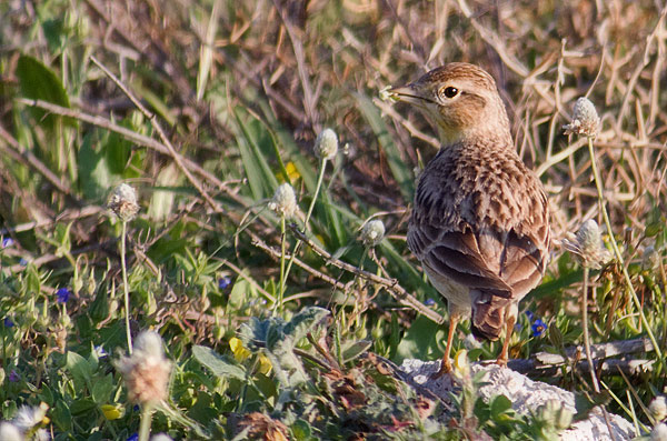 short-toed lark