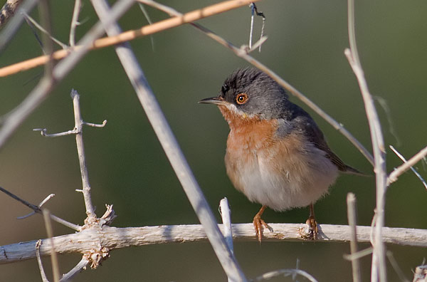 Subalpine warbler