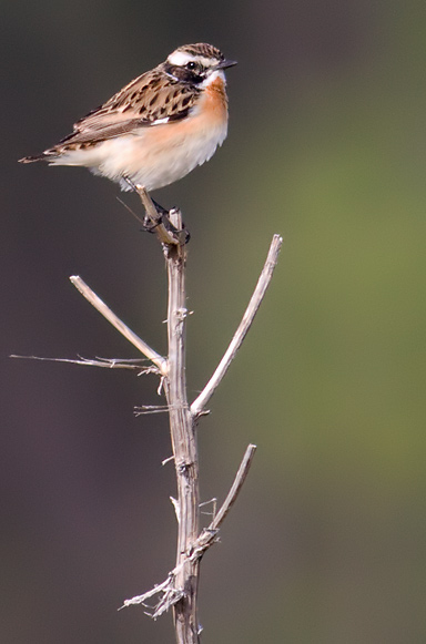 whinchat