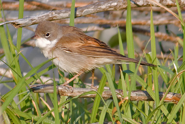 whitethroat