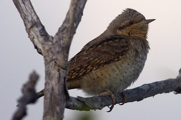 wryneck