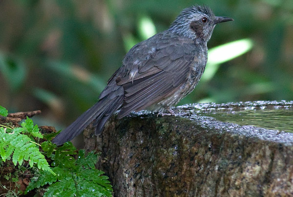 brown-eared bulbul