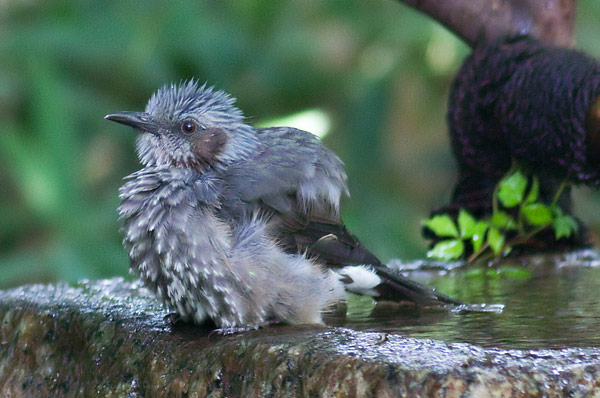 brown-eared bulbul