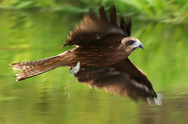 black-eared kite