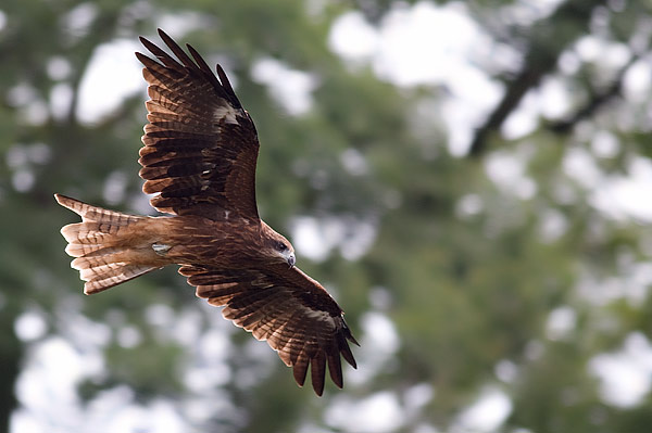 black-eared kite