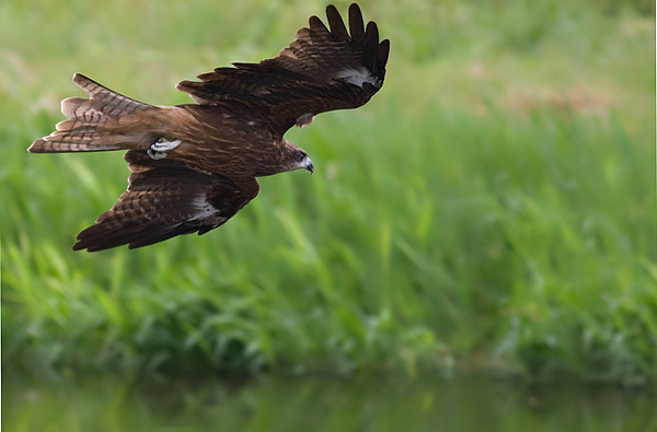 black-eared kite