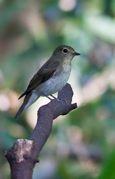 blue-and-white flycatcher