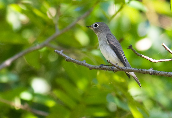 Asian bown flycatcher