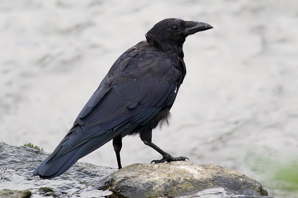 carrion crow