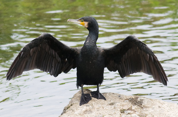 Great cormorant