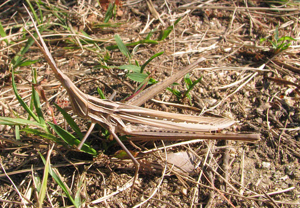 bush cricket