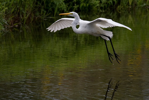 great white egret