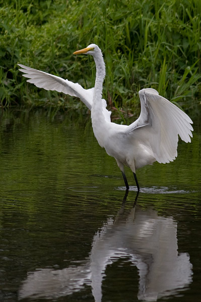 great white egret