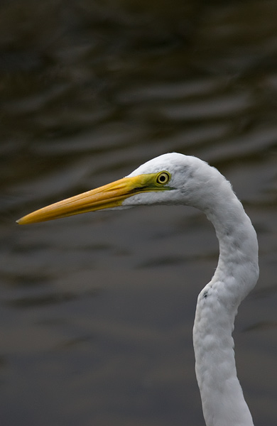 great white egret