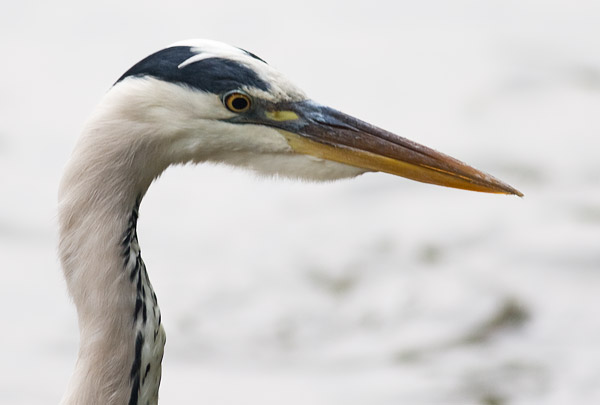grey heron