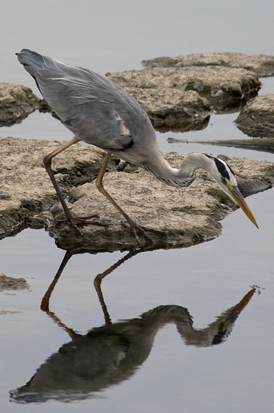 grey heron