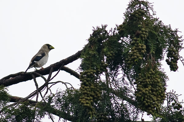 Japanese grosbeak