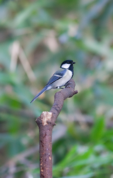 eastern great tit