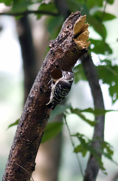 Japanese pygmy woodpecker